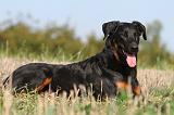 BEAUCERON 542